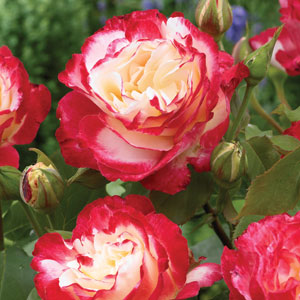 Rose Double Delight
