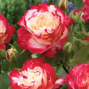 Rose Double Delight Rose Double Delight