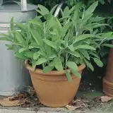 Sage 16jpg - Garden Express Australia
