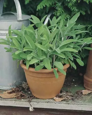 Seed – Sage Seed – Sage