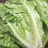 Seed Lettuce Green Cos 2019 Seeletgco - Garden Express Australia