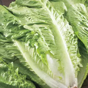 Seed – Lettuce Green Cos Seed – Lettuce Green Cos