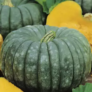 Seed – Pumpkin Queensland Blue Seed – Pumpkin Queensland Blue
