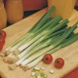 Shallot Longwhite 16 - Garden Express Australia