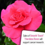 Thornless Rose Collection 1 – 3 Roses
