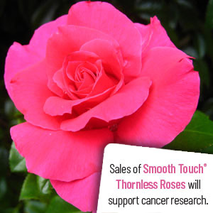 Thornless Rose Collection 1 – 3 Roses