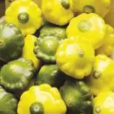 Squash Mixed Buttons16 - Garden Express Australia