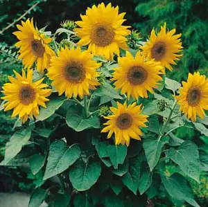 Seed – Sunflower Dwarf Sunsation Seed – Sunflower Dwarf Sunsation