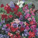 Sweet Pea Bijou Mixed16 - Garden Express Australia