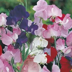 Seed – Sweet Pea Mammoth Mixed Seed – Sweet Pea Mammoth Mixed