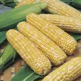 Sweetcorn Snowgold F1 16 - Garden Express Australia