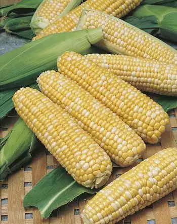 Seed – Sweet Corn Snow Gold Bicolour Seed – Sweet Corn Snow Gold Bicolour