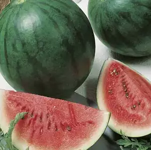 Seed – Water Melon Sugar Baby Seed – Water Melon Sugar Baby