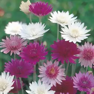Seed – Xeranthemum Mixed Seed – Xeranthemum Mixed