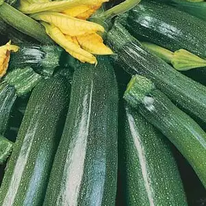Seed – Zucchini Greenskin Seed – Zucchini Greenskin
