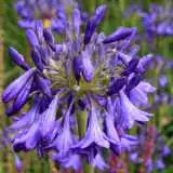 Agapanthus Purple Cloud 15 St - Garden Express Australia