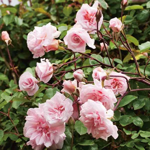 Climbing Rose Cecile Brunner Climbing Rose Cecile Brunner