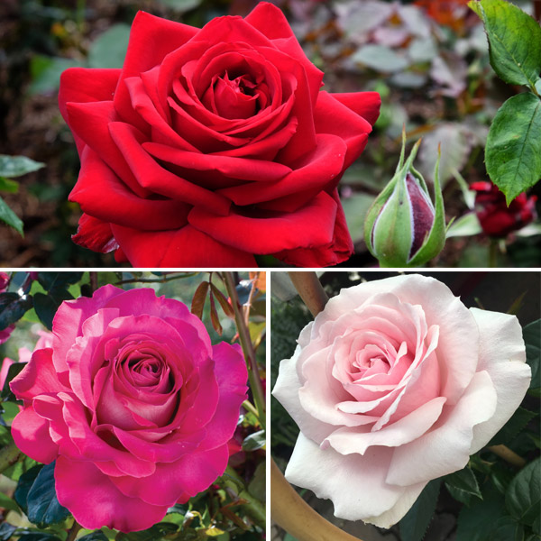 Cut Flower Rose Collection 3 Roses Cut Flower Rose Collection 3 Roses