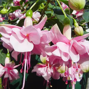 Fuchsia Pattie Sue