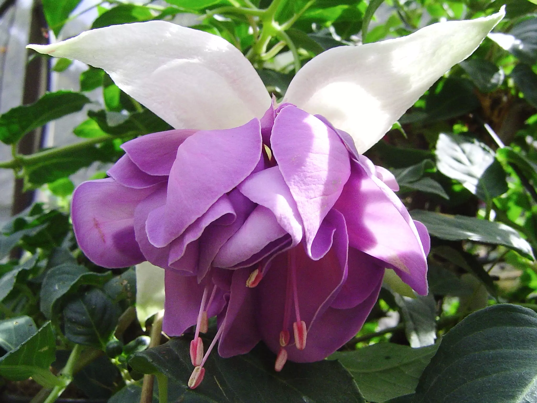 Fuchsia Quasar Fuchsia Quasar