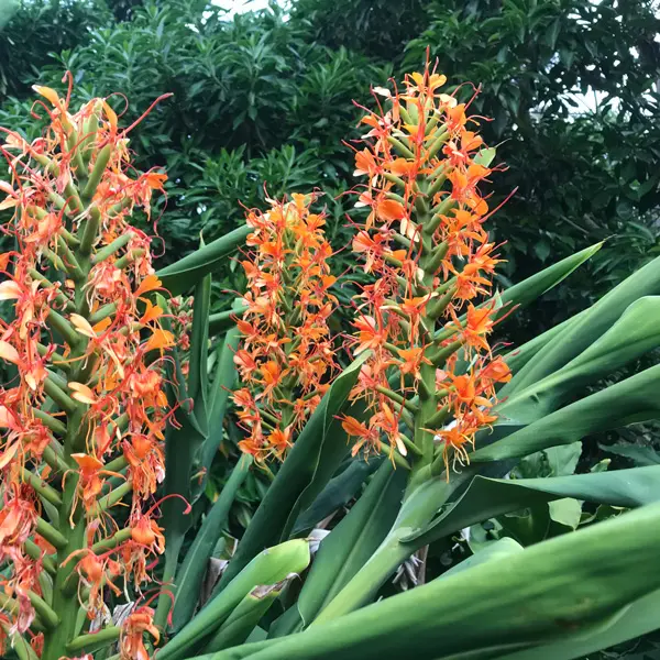 Ginger Lily Orange