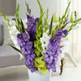 Gladioli Modern Blend 16 - Garden Express Australia