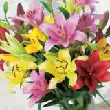 Summer Flowering Collection Summer Flowering Collection