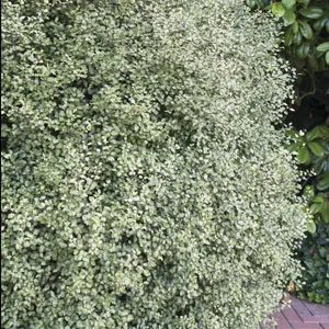 Pittosporum Silver Sheen 140mm Pittosporum Silver Sheen 140mm