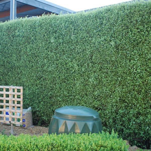 Pittosporum Silver Sheen