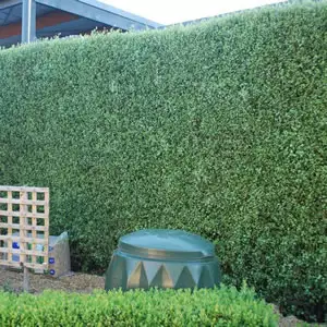 Pittosporum Silver Sheen Pittosporum Silver Sheen