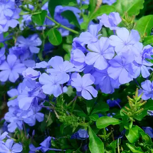 Plumbago Royal Cape Plumbago Royal Cape