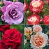 Most Fragrant Roses for Your Garden Rose Fragrant Coll Colrosfra 2023 - Garden Express Australia