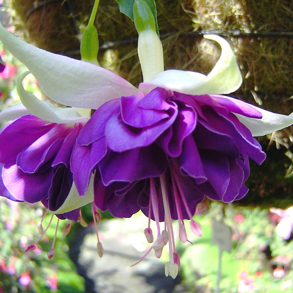 Fuchsia Golden Anniversary Fuchsia Golden Anniversary
