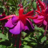 Fuchsia Double Upright Collection Fuchsia Double Upright Collection