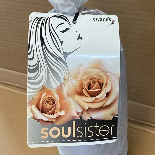 Rose Soul Sister (Pbr)
