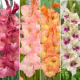 Gladioli Winter Col Colglawc1 2026 V2 - Garden Express Australia