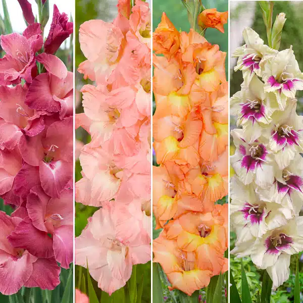 Gladioli Winter Collection 1 Gladioli Winter Collection 1