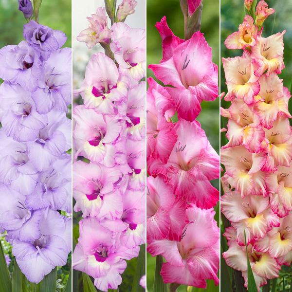Gladioli Winter Collection 4 Gladioli Winter Collection 4