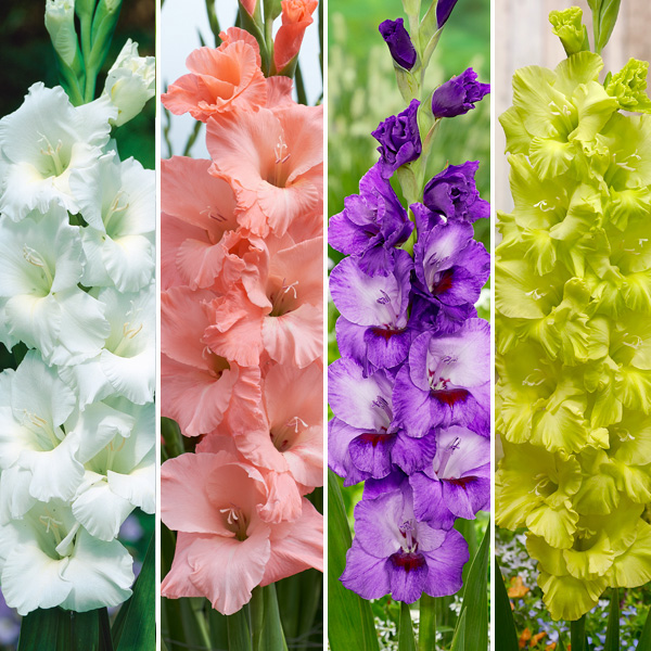 Gladioli Winter Collection 5 Gladioli Winter Collection 5