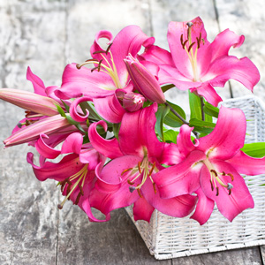 Lilium Dalian Lilium Dalian