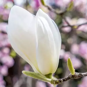 Magnolia Denudata Magnolia Denudata