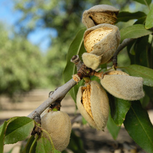 Dwarf Almond Self Pollinating Dwarf Almond Self Pollinating