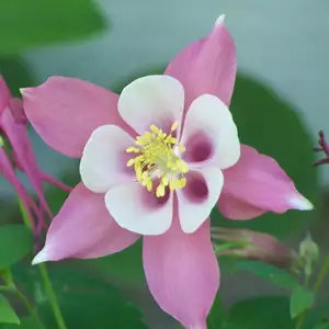 Aquilegia Rose And Pink Aquilegia Rose And Pink
