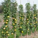 Ballerina Apple Polka - Garden Express Australia