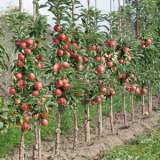 Ballerina Apple Waltz - Garden Express Australia