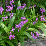 Chinese Ground Orchid Chinese Ground Orchid