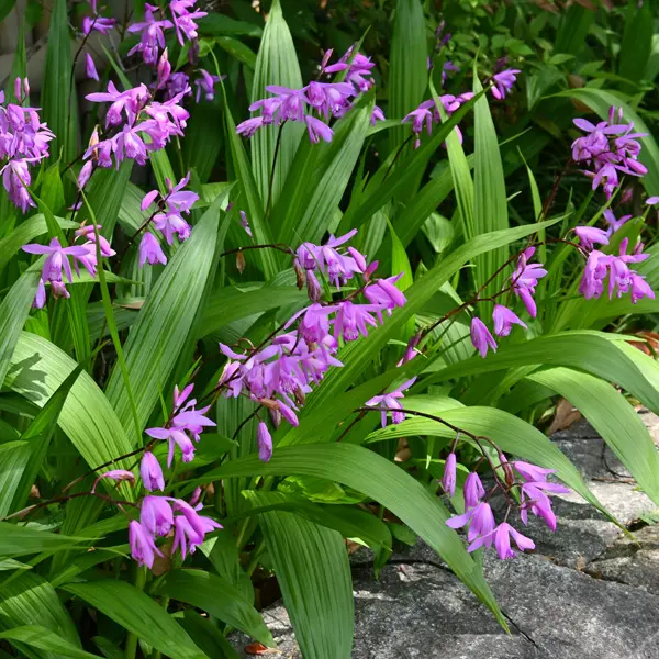 Chinese Ground Orchid Chinese Ground Orchid