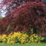 Copper Beech 16 - Garden Express Australia