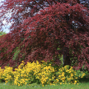 Copper Beech Copper Beech