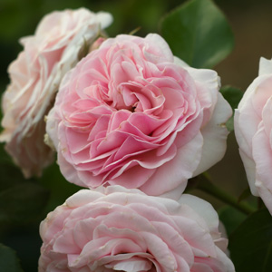 English Shrub Rose Eglantyne English Shrub Rose Eglantyne